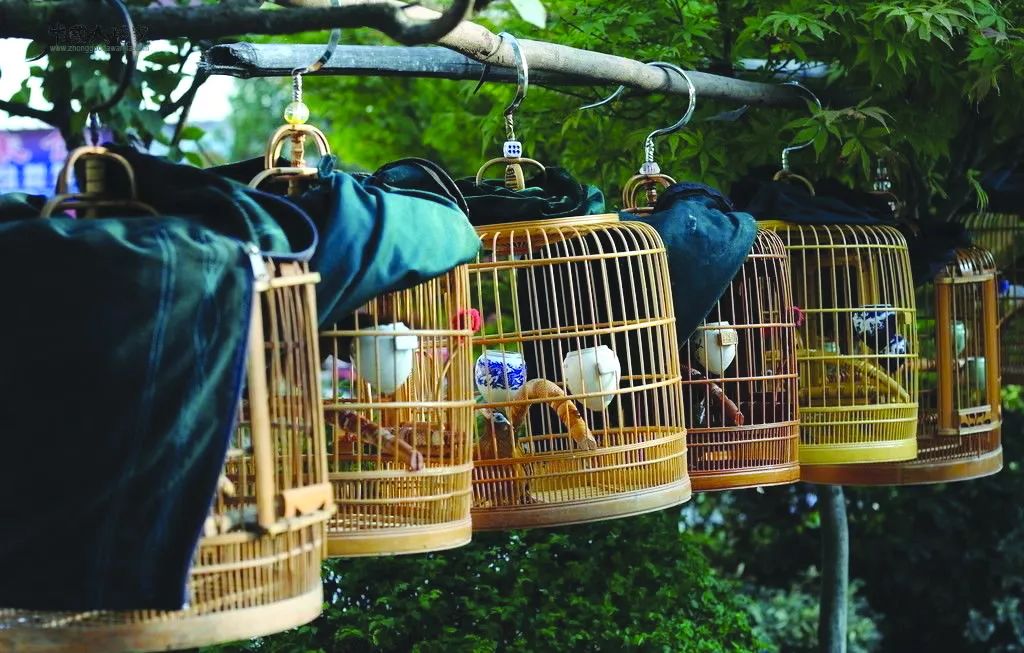 鍗楃楦熺鏂囧寲,楦熺鏂囧寲鐮旂┒