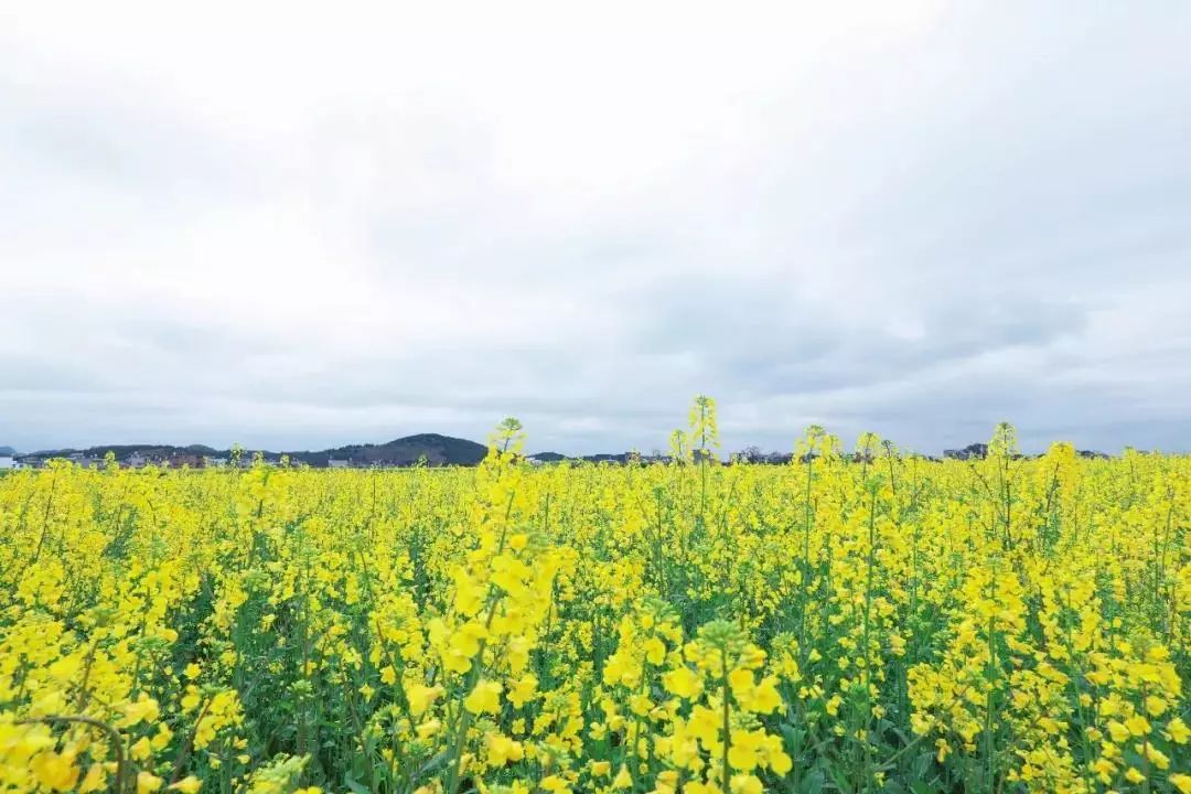 徽派古村梯田花海,徽派建筑油菜花田