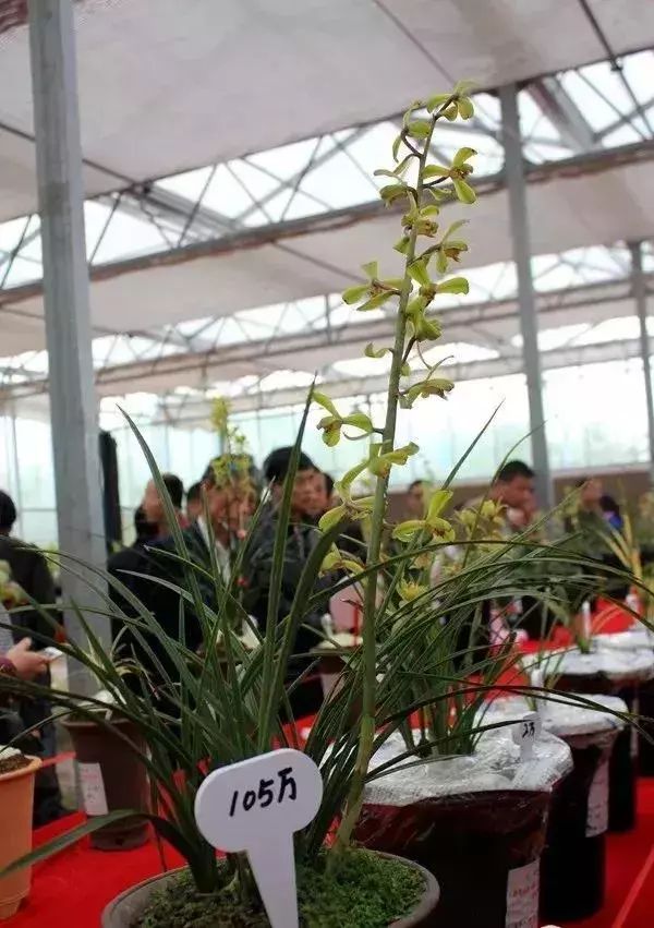 十几万一棵的多肉,一盆市价10万的多肉