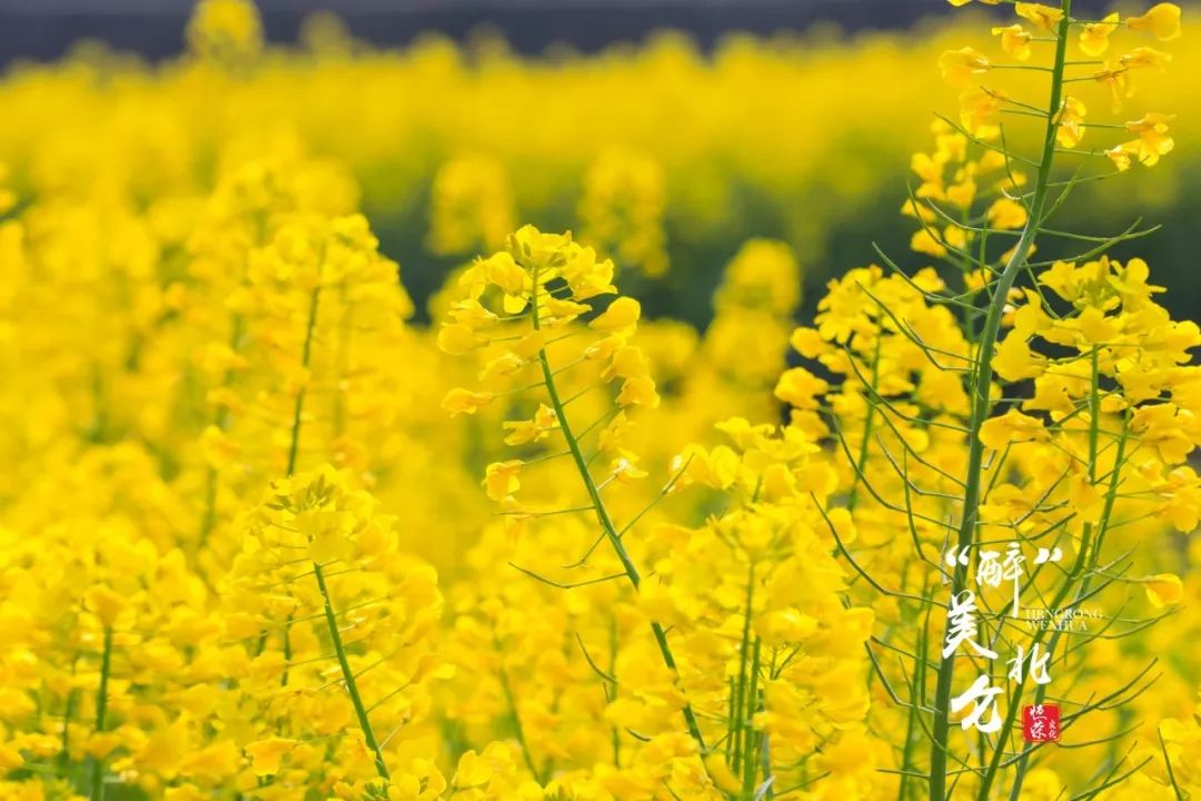 北仑清明游玩,下周北仑旅游景点