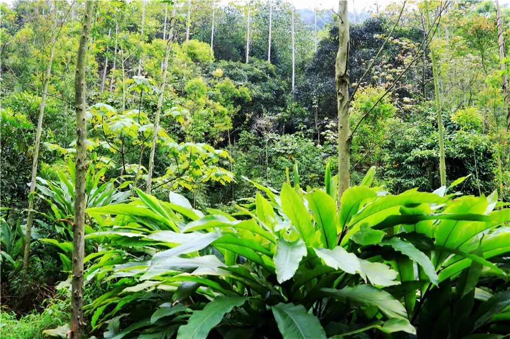 禾雀花美翻三月天,禾雀花盛开美翻三月天