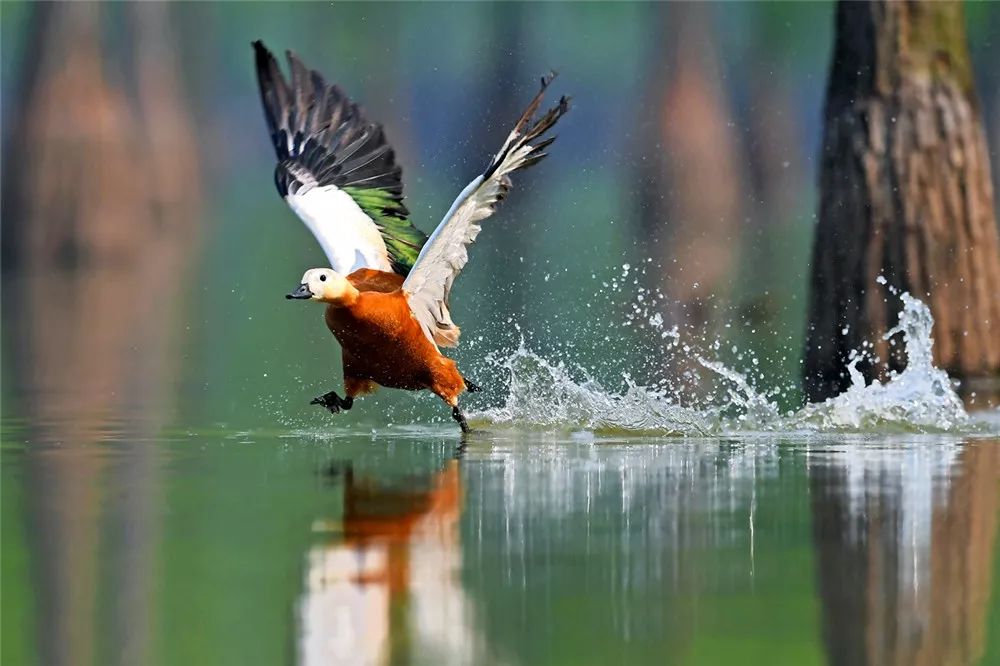 南京是什么气候类型,南京所有颜色