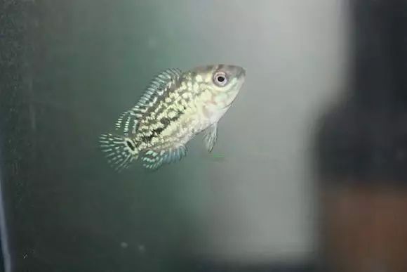 闆岄泟楸肩殑姝ｇ‘閰嶅鏂规硶,绉嶉奔濡備綍閰嶅