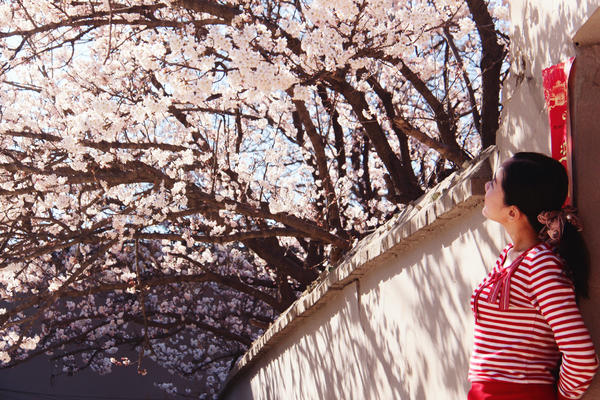 春游郑州这份赏花攻略请收好,郑州自驾踏青赏花好去处