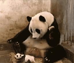 怀孕的你，就是家人眼中最尊贵的大熊猫