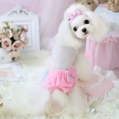 狗狗生理期可以穿生理裤吗,狗狗不喜欢穿生理裤怎么办