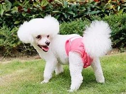 狗狗生理期可以穿生理裤吗,狗狗不喜欢穿生理裤怎么办