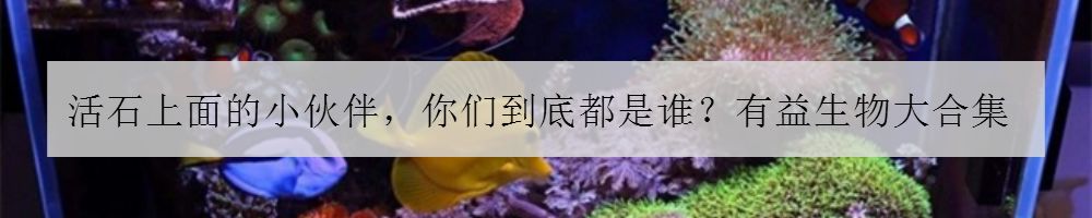海水鱼缸微缸,如何打造一个海水缸
