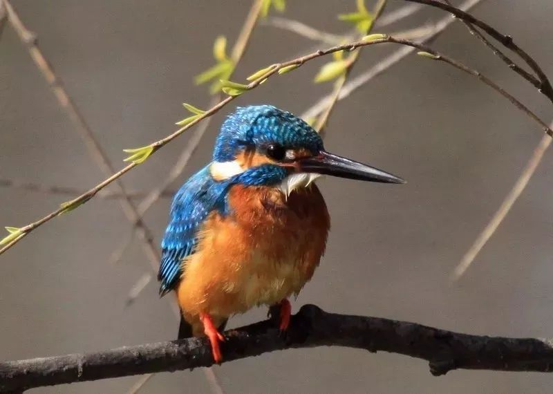 春分已至正是一年最美时,春分到最佳时光