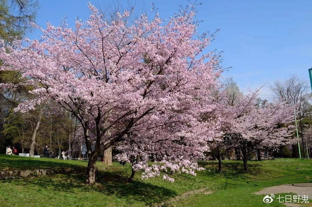 2019年日本大赏排行榜,2018全日本赏樱花旅游攻略
