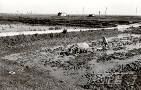 特约记者行最新视频,特约记者行俯瞰荆州醉美油菜花海
