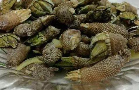 湛江海鲜你吃过了吗,朴实无华的湛江人吃海鲜