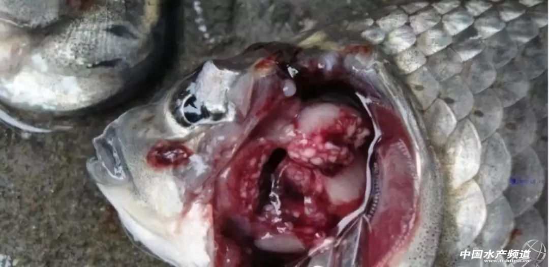 常见鱼鳃病,鱼类最难治的病