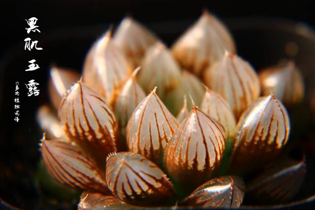 十二卷的养护注意事项,十二卷夏季如何养护