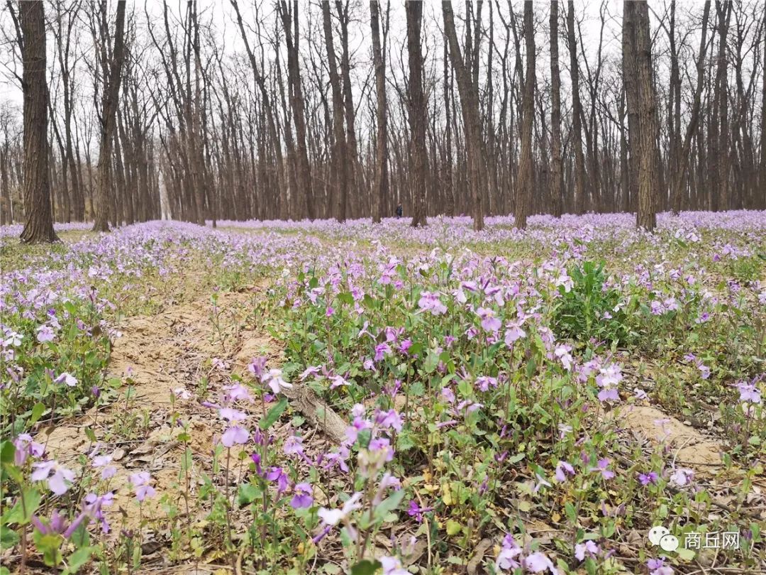 户外徒步穿越七峪沟,第五届黄河故道林海湿地徒步穿越