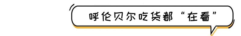 38元秒抢呼伦贝尔宾馆星级自助餐，刚一坐下就回本！