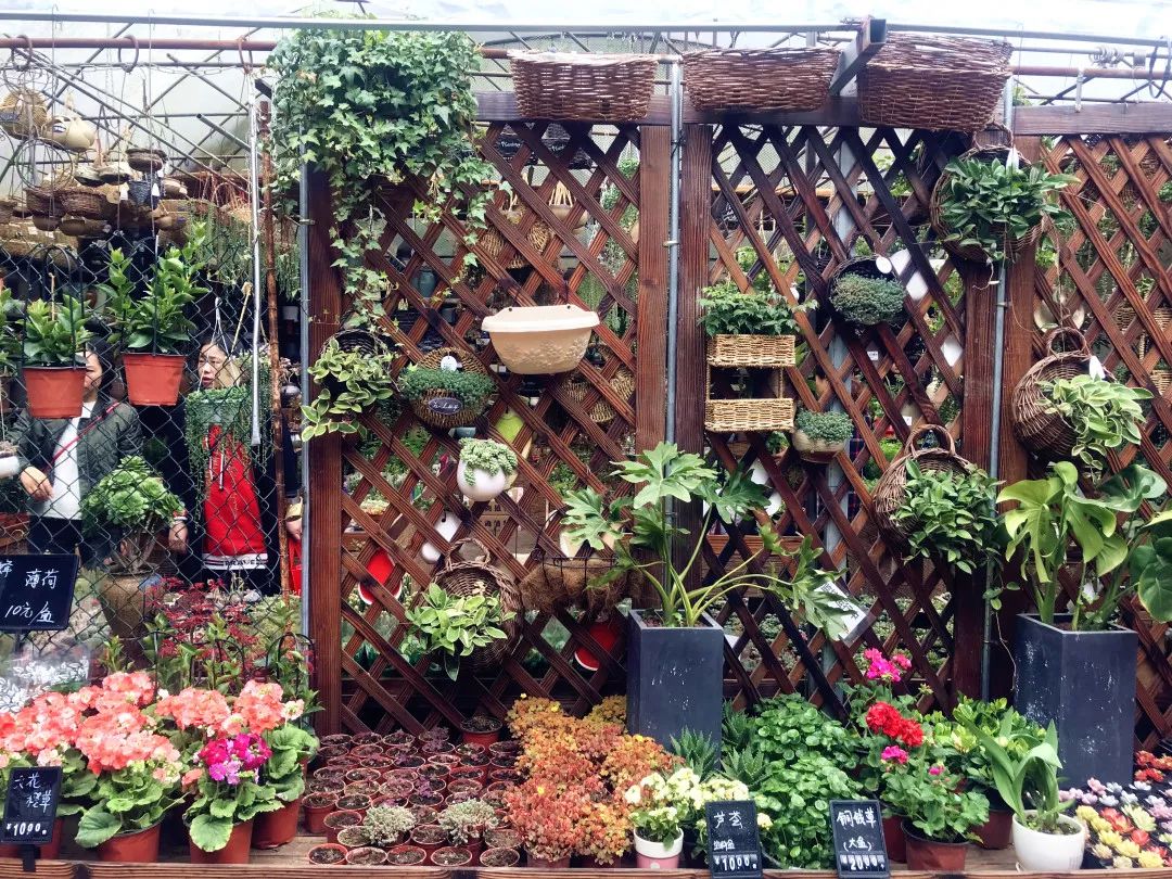 花色撩人，亲测德阳这两家花市，“花chi”去了就不想出来！