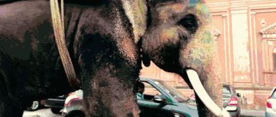 omg买它买它什么梗,omg买它原版