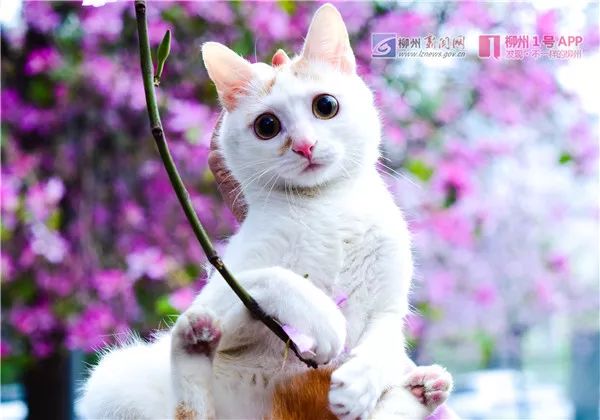 螺蛳粉征服世界,螺蛳粉征服全世界