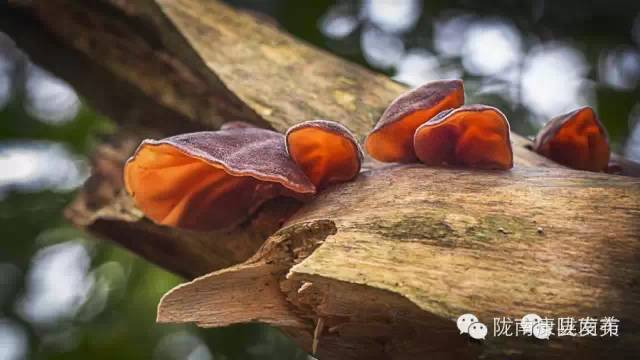 即刻出发旅游怎么样,康县自由行攻略