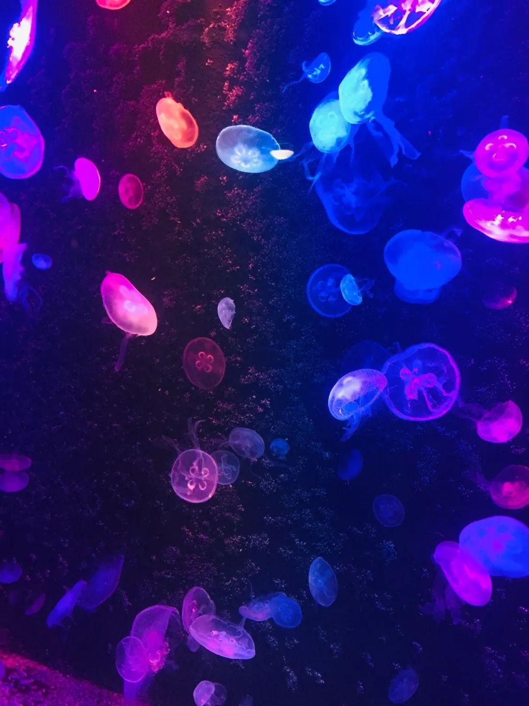 聊城海底世界游玩攻略,从聊城出发亲子游