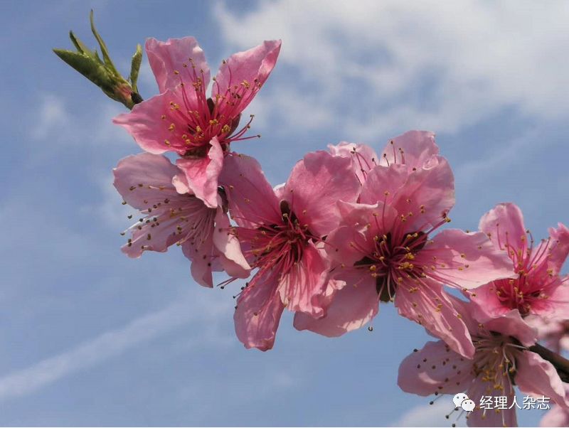 他3年将公司做上市,6年成首富,把养猪当理想,如今手握900亿!