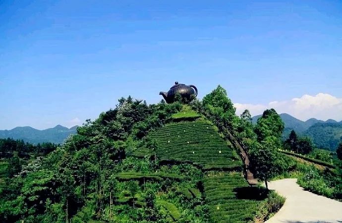 风月无边,茶事正好!这几座茶园里,藏着湖北最美的春天