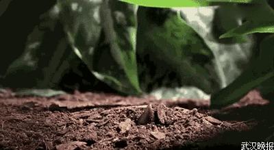 胃出血适合吃的家常菜,这道时令菜肴别错过