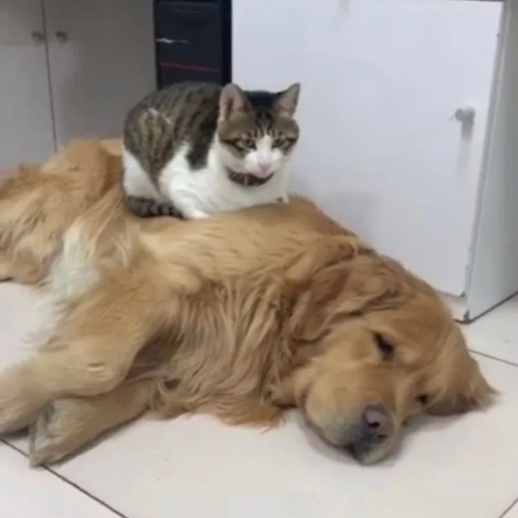 这只金毛老捉弄小猫咪，到底什么仇什么怨啊5555