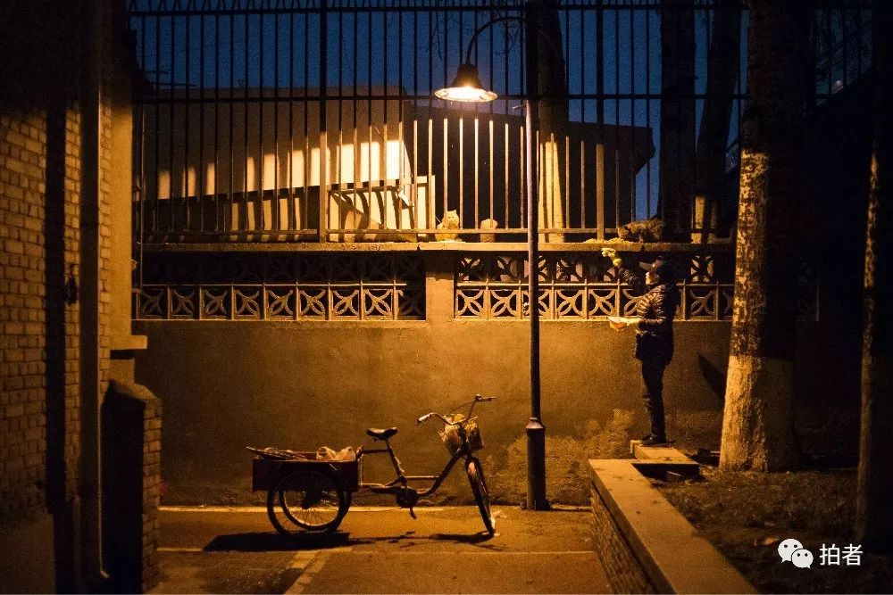 养40只流浪猫建新家,家里有18只流浪猫