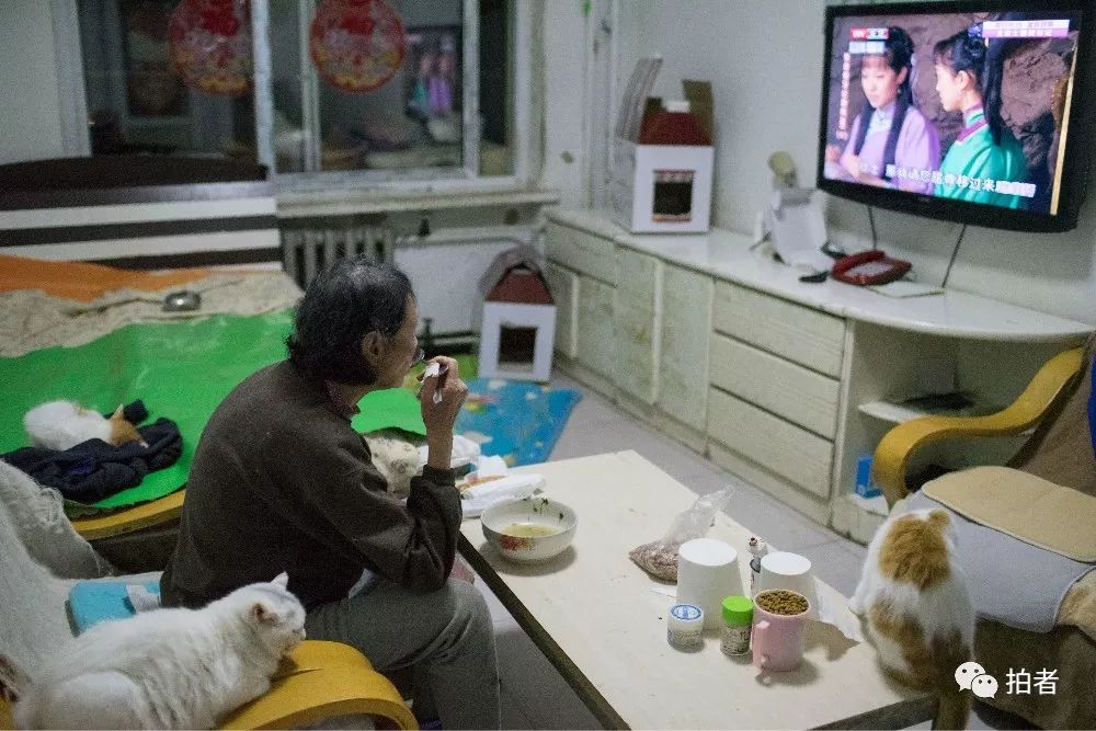 养40只流浪猫建新家,家里有18只流浪猫