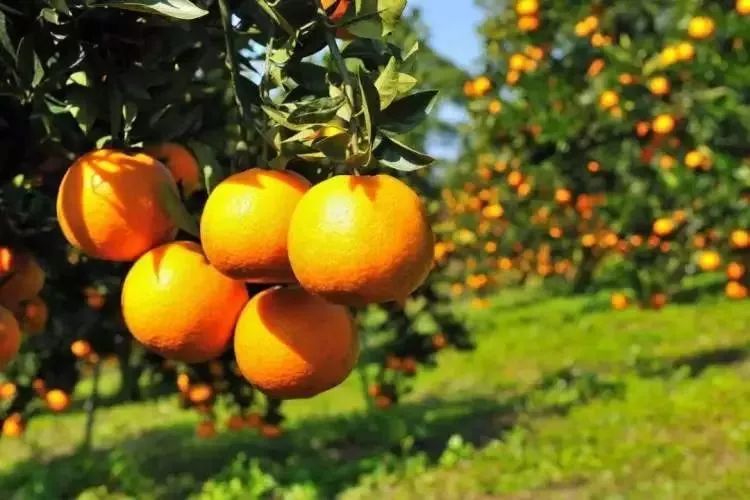 吵翻了！魔都16区终于正面PK！哪个是你心中的C位担当？