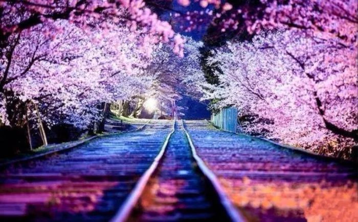 日本有关樱花的照片,日本最美樱花图