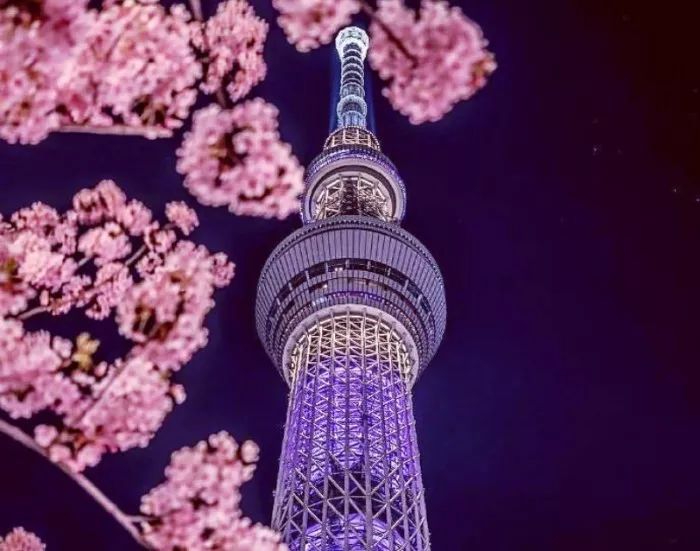 日本有关樱花的照片,日本最美樱花图