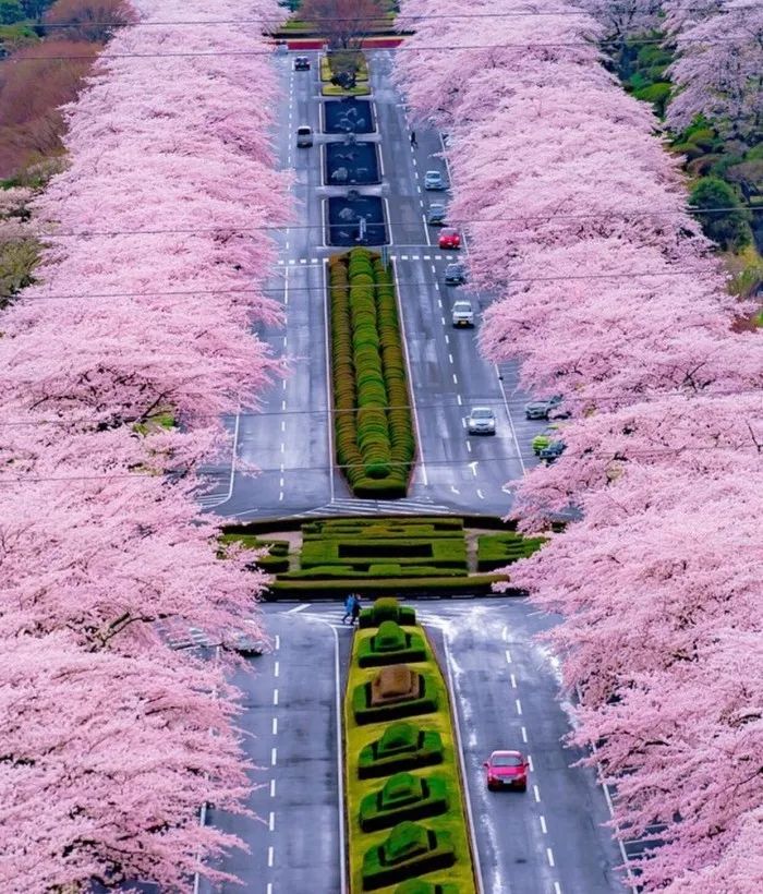 日本有关樱花的照片,日本最美樱花图