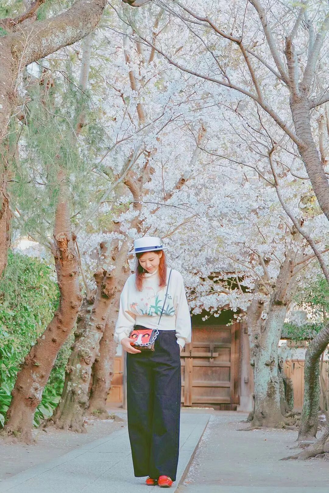 樱花季快到了赴日赏樱,樱花季太湖鼋头渚风景区赏樱攻略