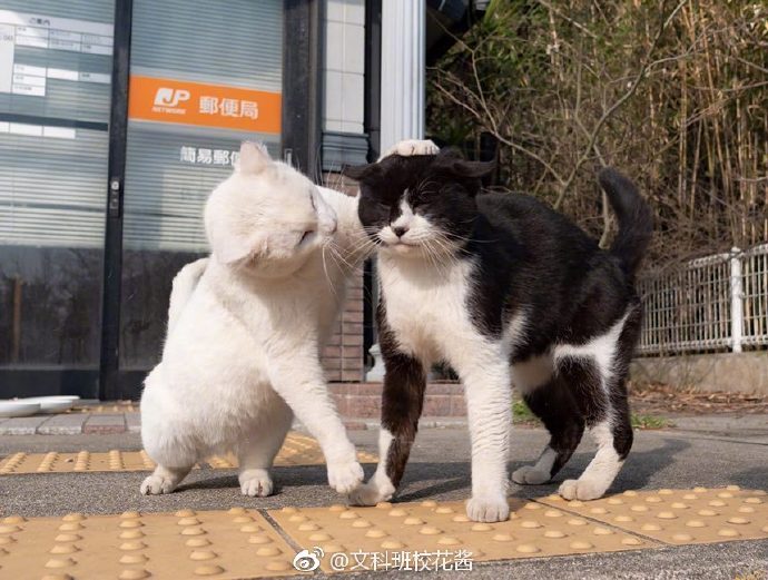 emoji吐舌头模仿挑战,emoji模仿挑战吐舌头