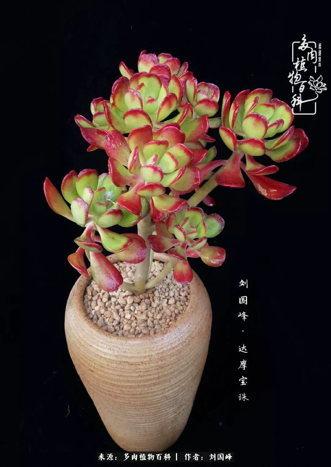 不学无术容易赚大钱,不学无术养多肉摇身一变资产过亿