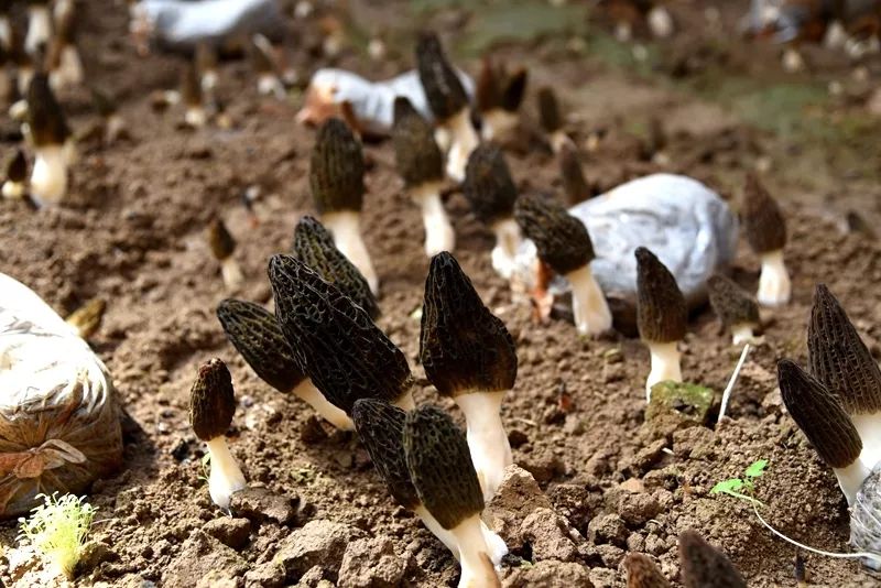 厉害了！栾城这个地方种出了“贵族菌”