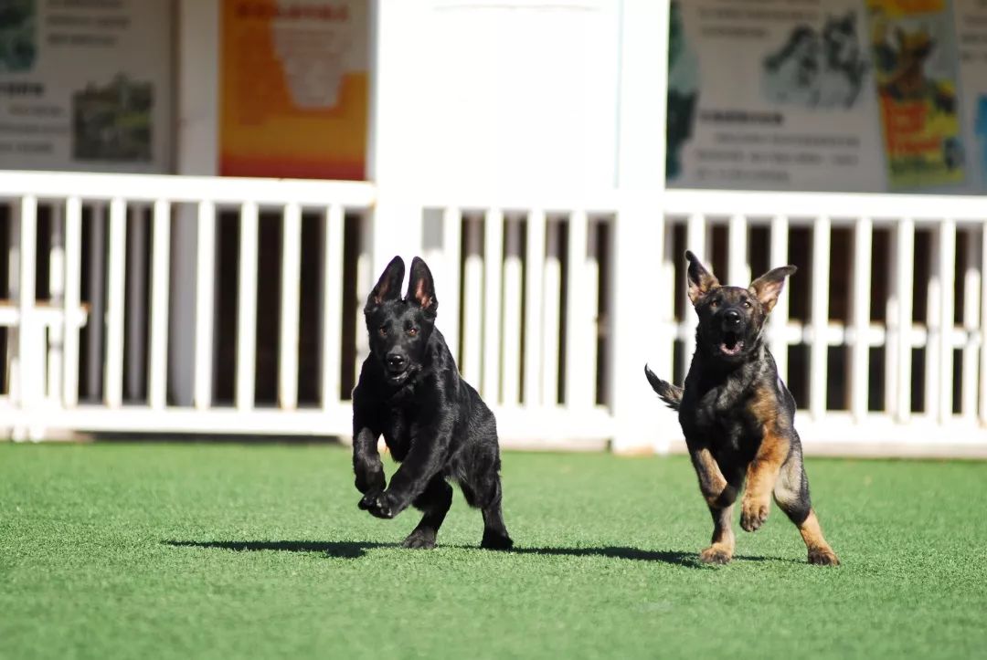 世界排名第一的德国牧羊犬,德国牧羊犬十大排名犬种