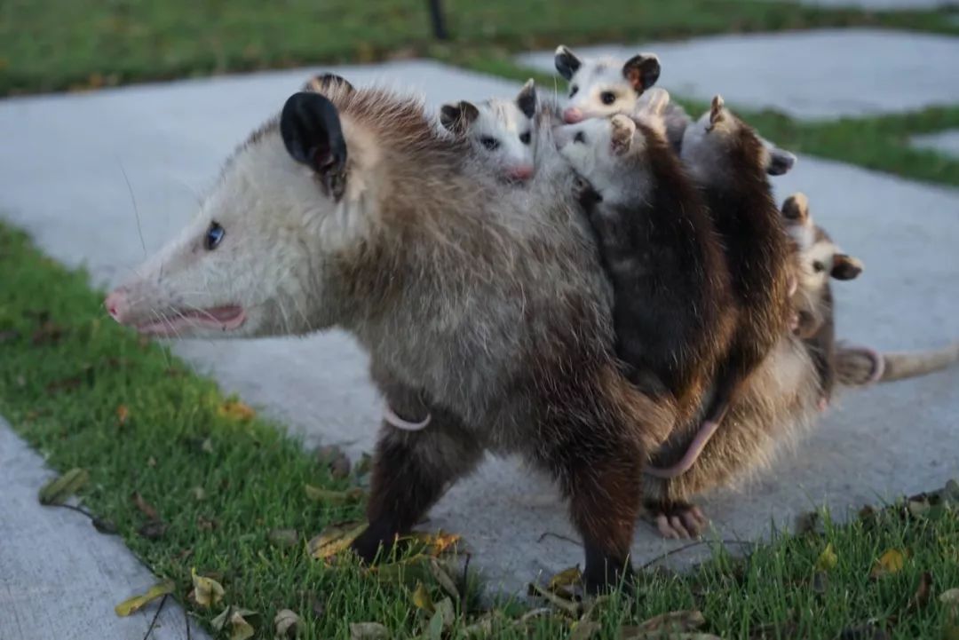 Hello！我是无法负负得正的负鼠