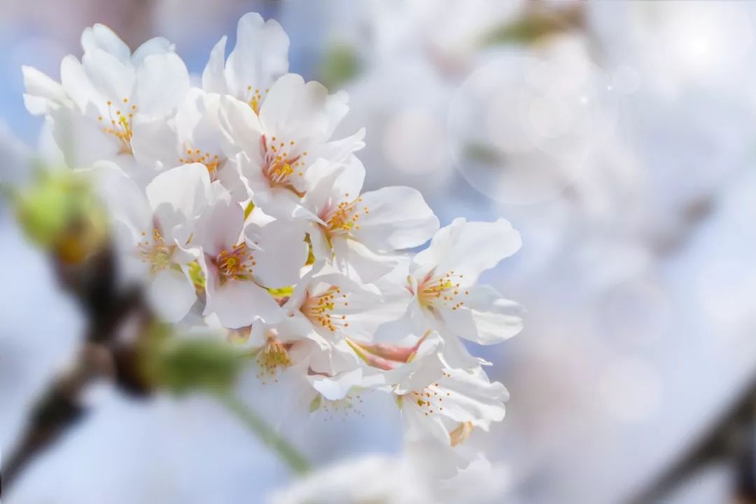 上海顾村公园赏樱花图片,全季顾村公园