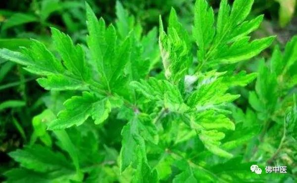 【药师在线】除了做“艾糍”,艾叶的养生价值竟然还有这么多