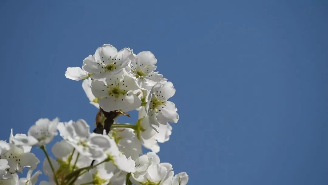最适合清明旅行的20个地方,清明小长假适合哪里旅游