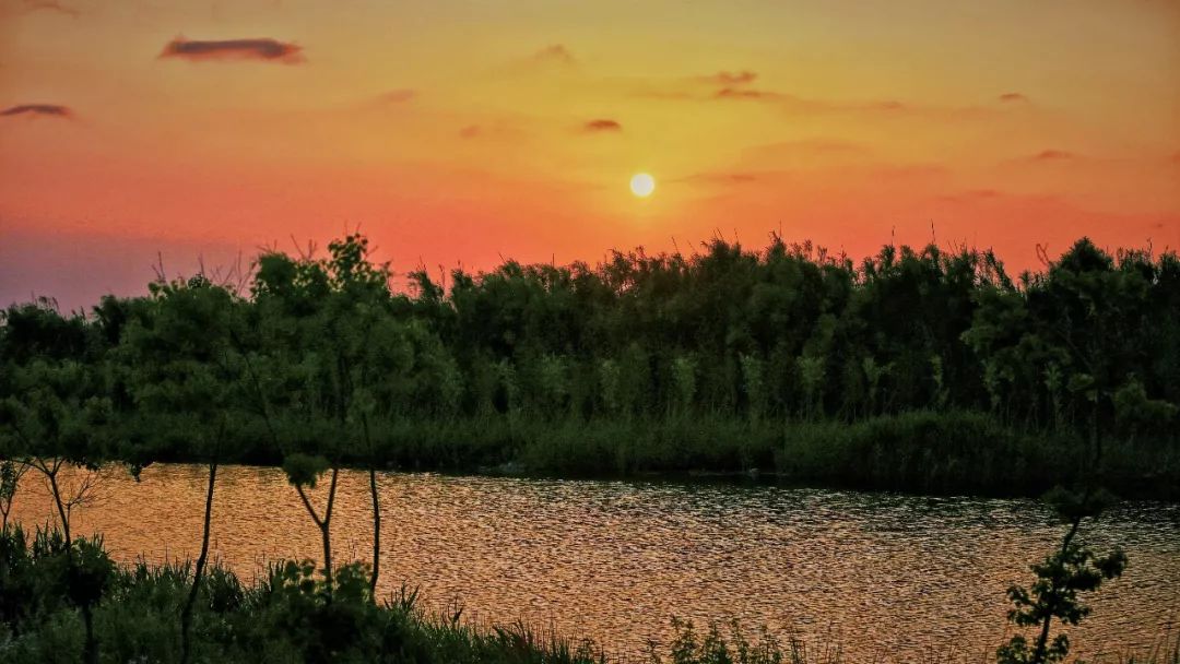 结棍！这个春天，是崇明撑起了魔都的体面！