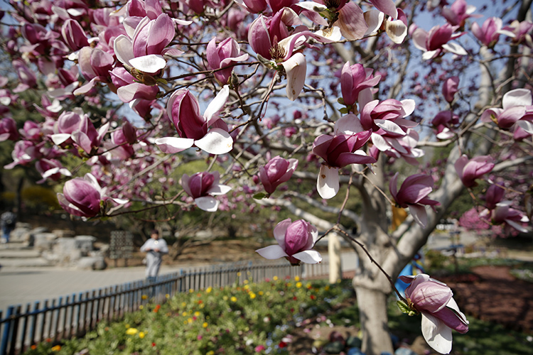 香山公园山花烂漫,香山公园最佳观赏地