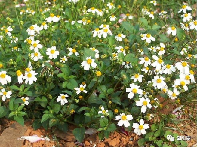 潮阳人上山扫墓讨厌碰到它，可没想到它还有这么多用处...