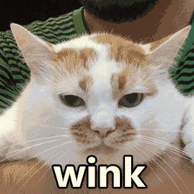 洛阳必打卡,洛阳值得去打卡的地方