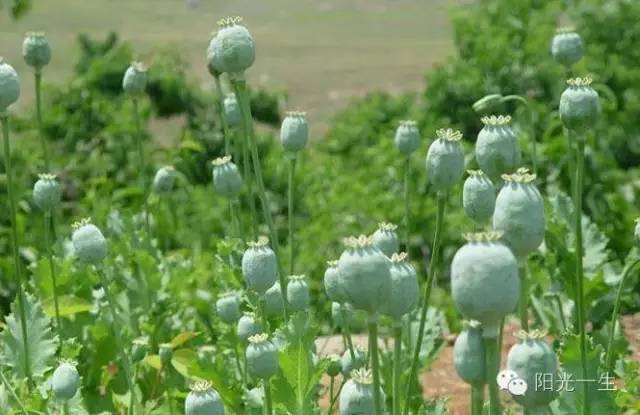 检测吸毒需要多少毛发,检测吸毒尿液几道杠是阴性