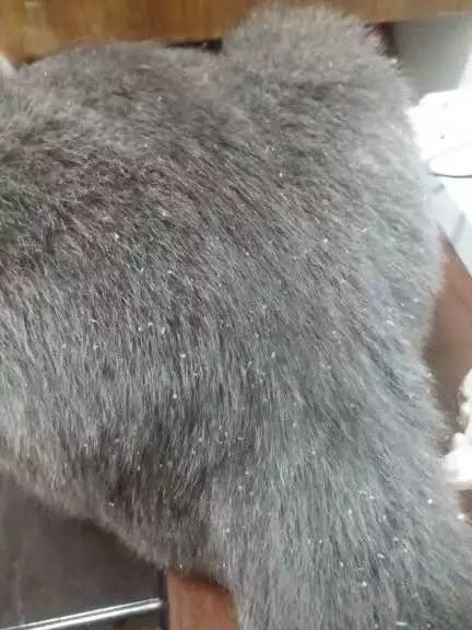 猫咪10种常见病图片,猫咪得了怪病咳嗽不止